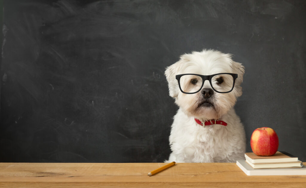 Dog wearing glasses sitting at a teacher's desk